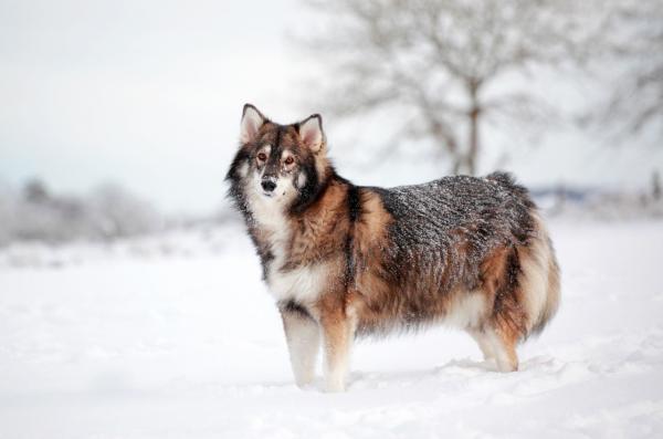 10 hunderaser som ser ut som ulv