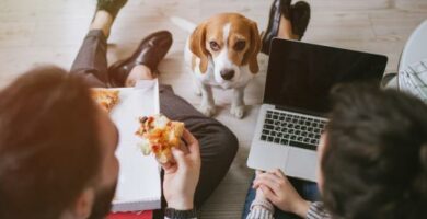 10 menneskelige matvarer kan hunder spise