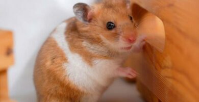 10 symptomer pa stress hos hamstere