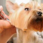 10 typer harklipp for en Yorkshire terrier