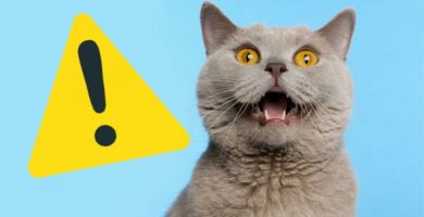 10 vanlige ting som kan drepe katten din