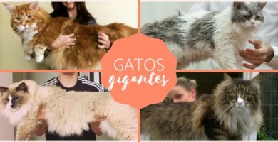 12 gigantiske katteraser du bor vite