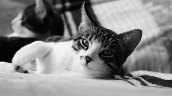 Bordetella hos katter - symptomer og behandling - Hva er symptomene på Bordetella hos katter?