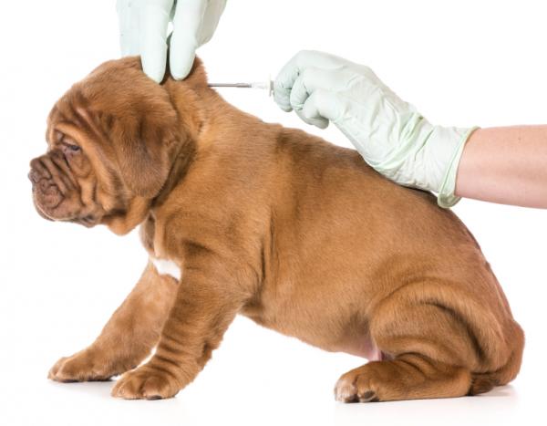 Bordetella hos hunder - Symptomer og behandling - Hund Bordetella -vaksine 