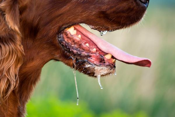 10 tegn på smerter hos hunder - 1. Overdreven panting