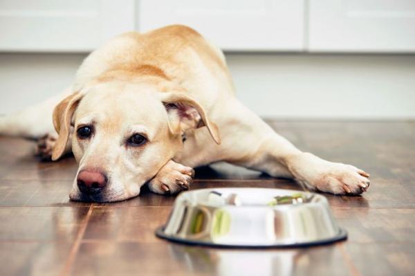 10 tegn på smerter hos hunder - 5. Tap av matlyst