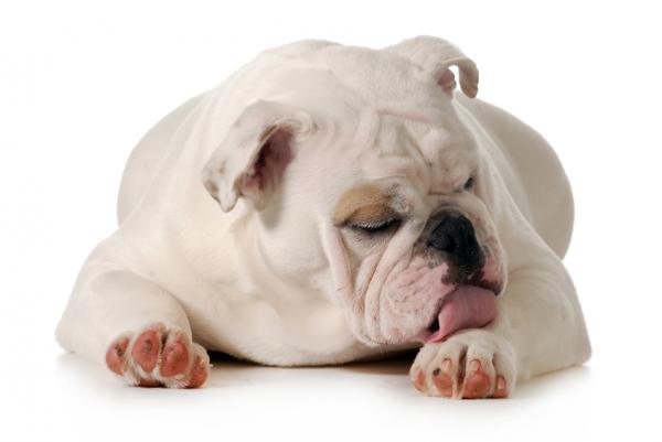 10 tegn på smerte hos hunder - 4. Overdreven slikking