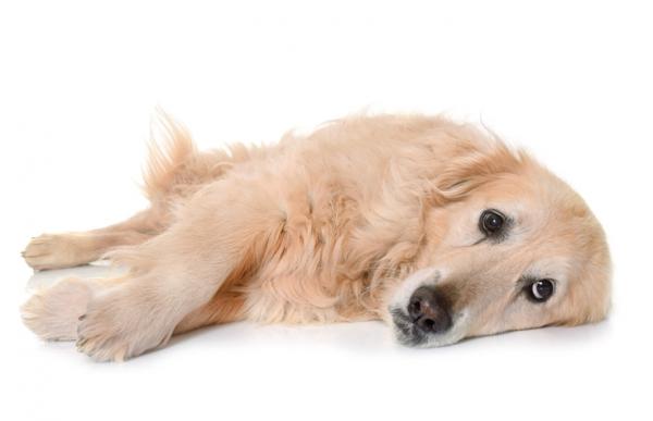 10 tegn på smerte hos hunder - 10. Generelle endringer i deres oppførsel