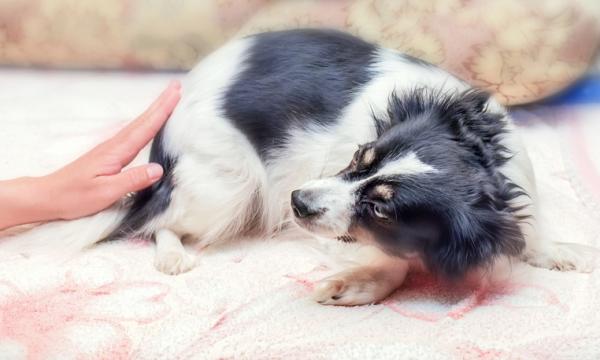 10 tegn på smerte hos hunder - 7. Reaksjon ved berøring
