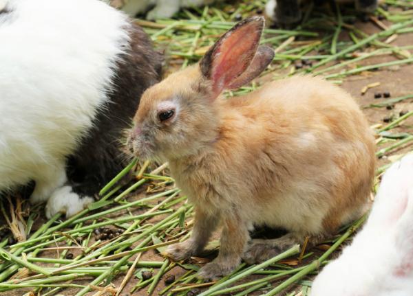 Midd hos kaniner - Symptomer og behandling - Symptomer på midd hos kaniner