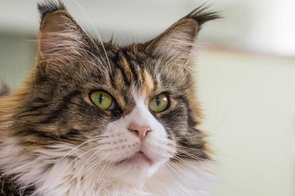 Artrose hos katter - Symptomer og behandlinger - Hva er slitasjegikt?  Hvorfor er det produsert?