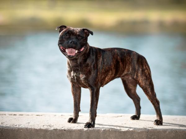 Beste hunderaser for autistiske barn - 1. Staffordshire Bull Terrier