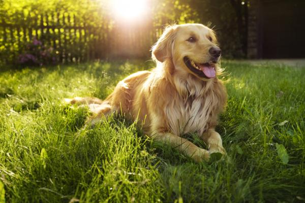 Beste hunderaser for autistiske barn - 4. Golden Retriever