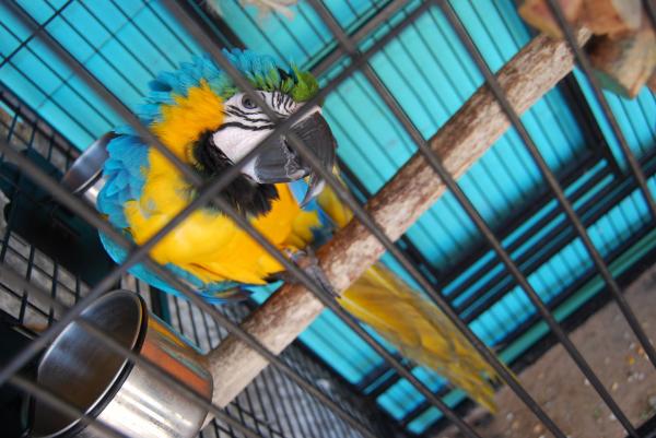 Tips for å lære papegøyen din å snakke - bli hans venn