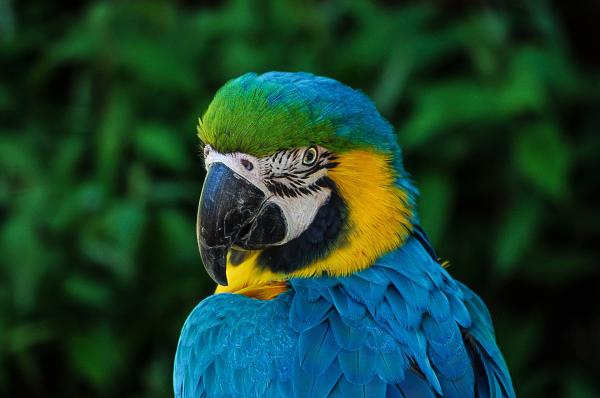 Tips for å lære papegøyen din å snakke - Hvordan lære den å snakke