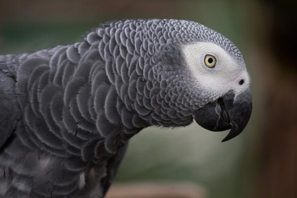 Tips for å lære papegøyen din å snakke - Konstanti og tålmodighet