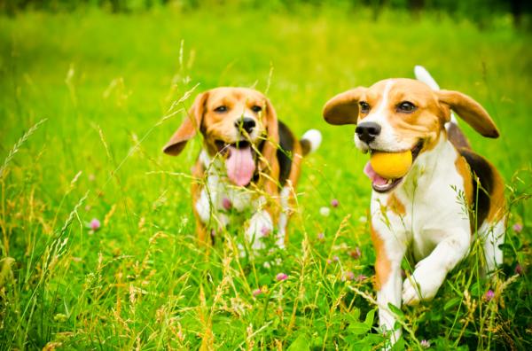 Øvelser for beaglehunder - grunnleggende øvelser og spill