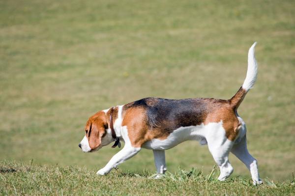 Øvelser for beaglehunder - sporing og søketrening