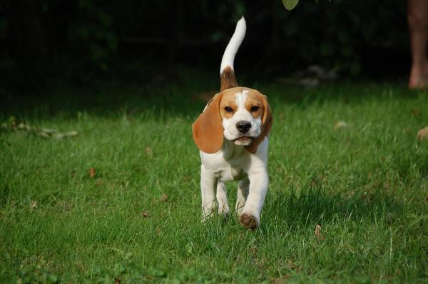Beagle Dog -øvelser - Hvordan ser en beagle ut?