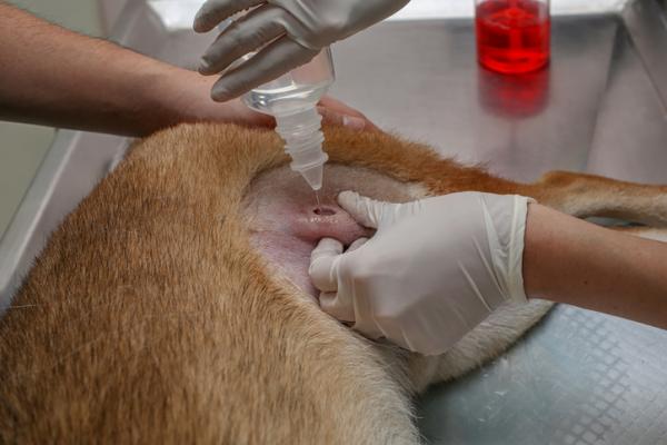 Abscesser hos hunder - årsaker og behandling - Hvordan kurere en abscess hos hunder?