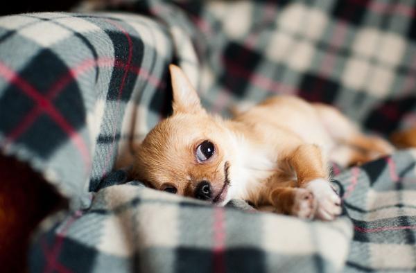 Hvordan ta vare på en hund med hydrocephalus?  - Hydrocephalus hos hunder: forebygging og diagnose
