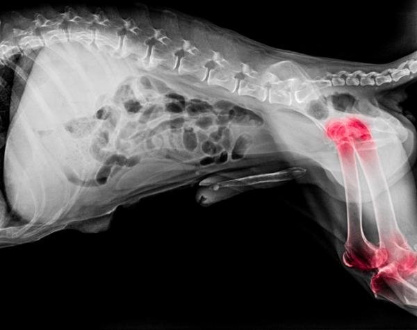 Artrose hos hunder - symptomer og behandling - Hva er artrose hos hunder?