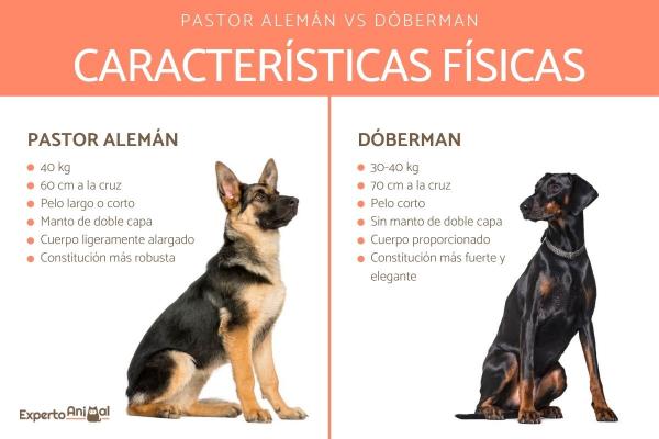 Forskjeller mellom Doberman og Schäferhund - Fysiske egenskaper ved Doberman og Schäfer