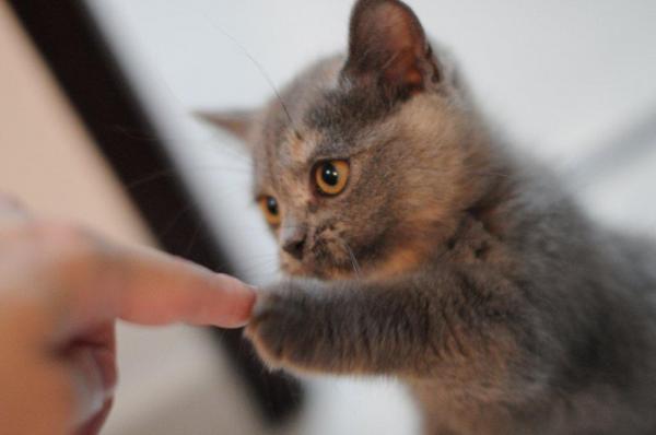 Triks for å lære en katt - Gi poten