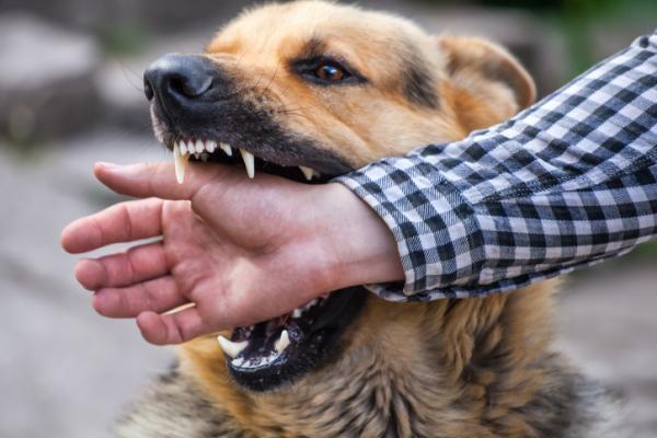 9 sykdommer som hunder overfører til mennesker - Rabies, en virussykdom som går fra hunder til mennesker