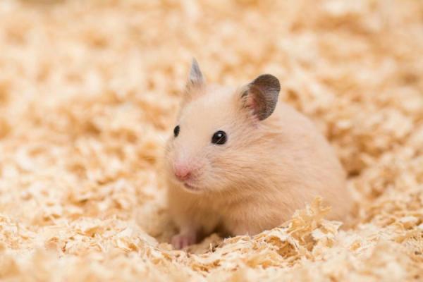 10 stresssymptomer hos hamstere - hvordan roe en nervøs eller stresset hamster?