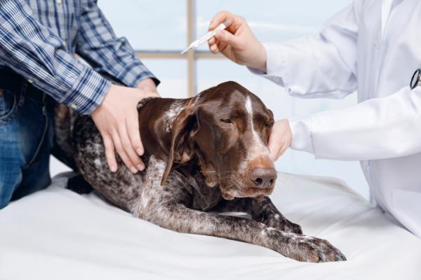 Encefalitt hos hunder - Symptomer og behandling - Behandling av encefalitt hos hunder
