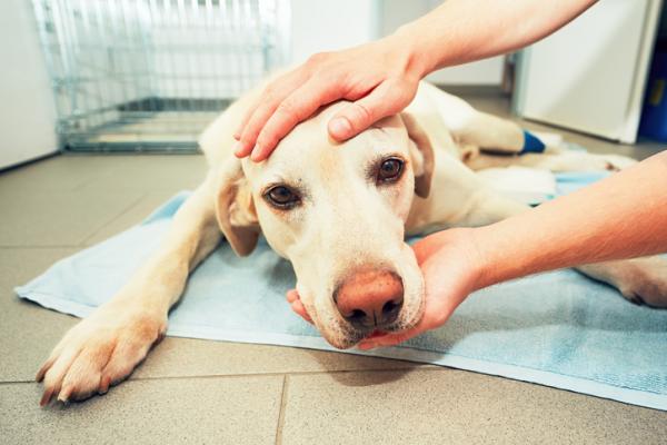 Encefalitt hos hunder - Symptomer og behandling - Årsaker og symptomer på encefalitt hos hunder