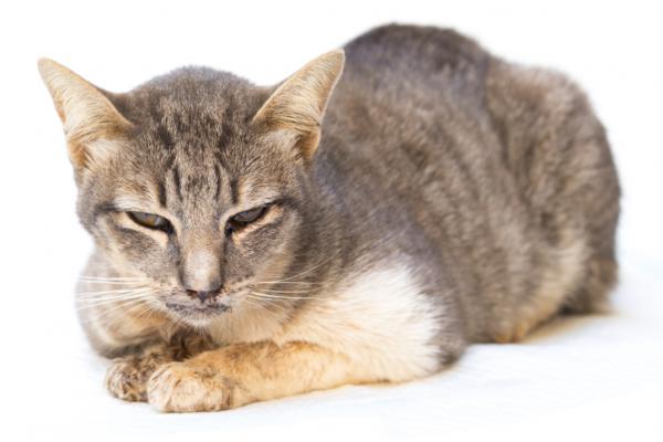 Feline Calicivirus - Symptomer og behandling - Calicivirus Symptomer hos katter
