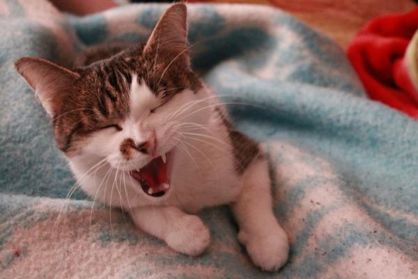 Bronkitt hos katter - symptomer, årsaker og behandling - akutt bronkitt hos katter