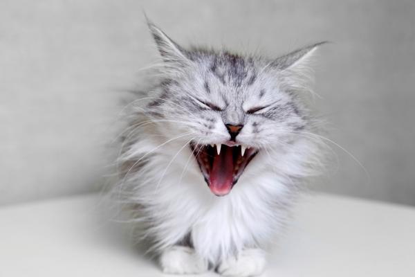 Bronkitt hos katter - Symptomer, årsaker og behandling - Kronisk bronkitt hos katter