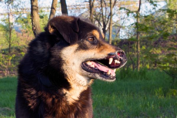 Allopurinol for hunder - dosering og bivirkninger - Allopurinol for hunder med Leishmania