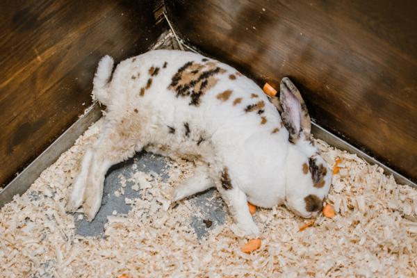 9 Symptomer på en syk kanin - hvordan vet du om en kanin er syk?
