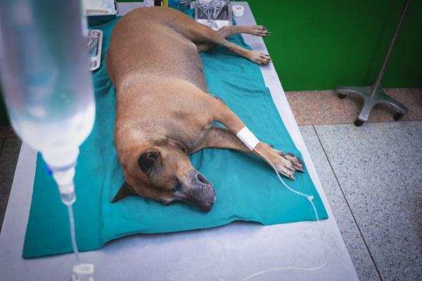 Cauda equina hos hunder - Symptomer, diagnose og behandling - Behandling av canuda equina hos hunder