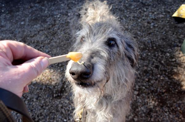 Bronkitt hos hunder - symptomer og behandling - hjemmemedisiner for hundebronkitt