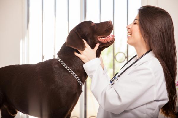 Albue dysplasi hos hunder - symptomer og behandling - symptomer på albue dysplasi hos hunder