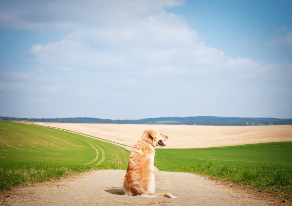 Albue dysplasi hos hunder - symptomer og behandling - Hva er albue dysplasi?