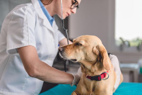 Ambroxol for hunder - Dosering, bruk og bivirkninger - Forholdsregler og bivirkninger av Ambroxol for hunder