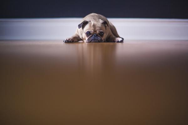 Trakealkollaps hos hunder - symptomer og behandling - hva er symptomene på trachealkollaps?