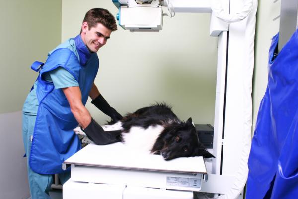 Trakealkollaps hos hunder - symptomer og behandling - Hvordan stilles diagnosen?