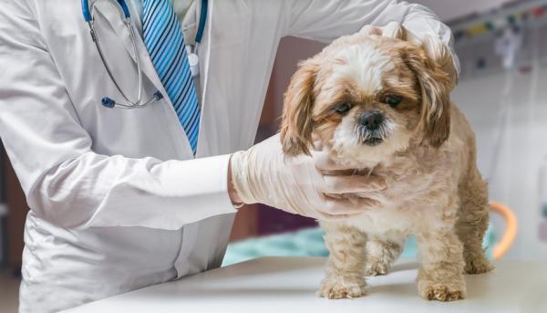 Trakealkollaps hos hunder - Symptomer og behandling - Hvilken behandling brukes?