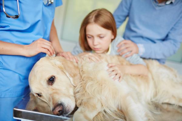 Epilepsi hos hunder - årsaker, symptomer og behandling - behandling for epilepsi hos hunder