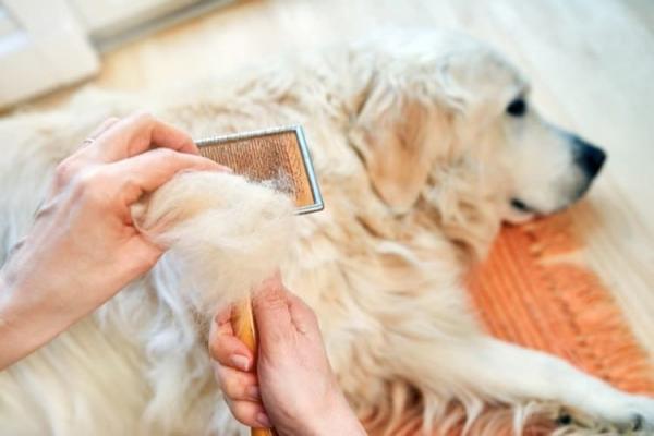 Håravfall hos hunder - årsaker og behandling - hvorfor hårtap hos hunder?
