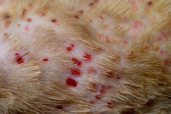 Hårtap hos hunder - Årsaker og behandling - Parasitter som forårsaker hårtap hos hunder