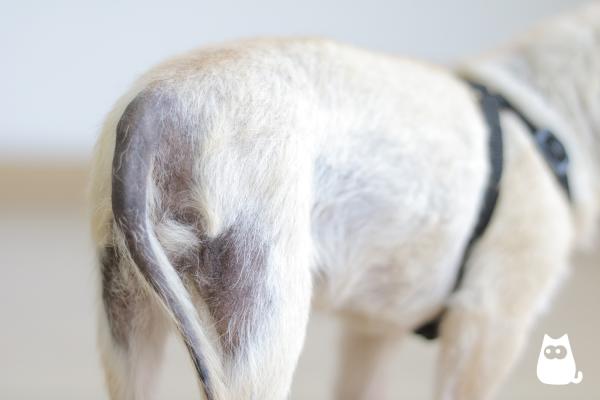 Hårtap hos hunder - Årsaker og behandling - Hårtap hos hunder på grunn av hormonelle lidelser