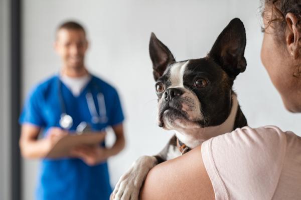 Amitraz hos hunder - dosering, bruk og bivirkninger - bivirkninger av Amitraz hos hunder